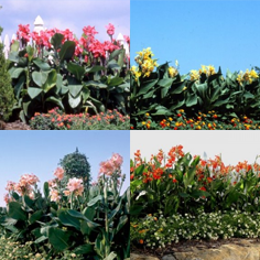 Great Garden Combos