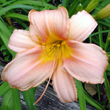 Party Partner | American Daylily & Perennials